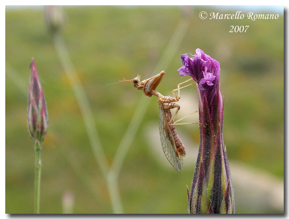 Quiz. L''apparenza inganna...Mantispa styriaca (= pagana).